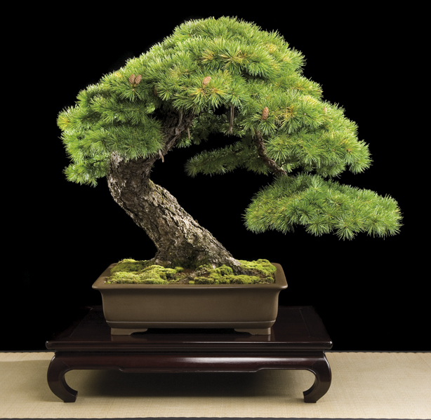 Bonsai, cay canh nghe thuat, cây cảnh nghệ thuật, cay the, cây thế, triển lãm bonsai, trien lam bonsai, triển lãm cây thế, trien lam cay the